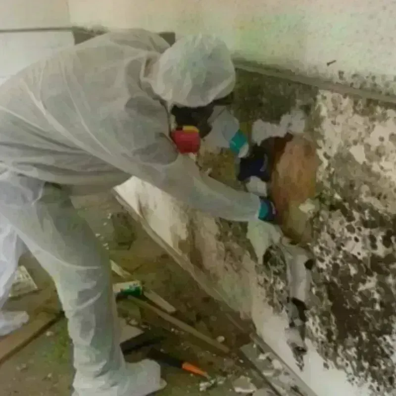 Mold Remediation and Removal in Tonasket, WA